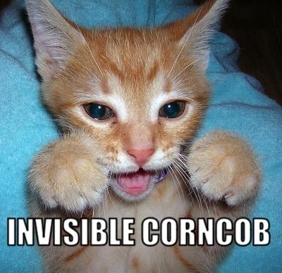 !!!!lol-cat-invisible-corn-cob.jpg